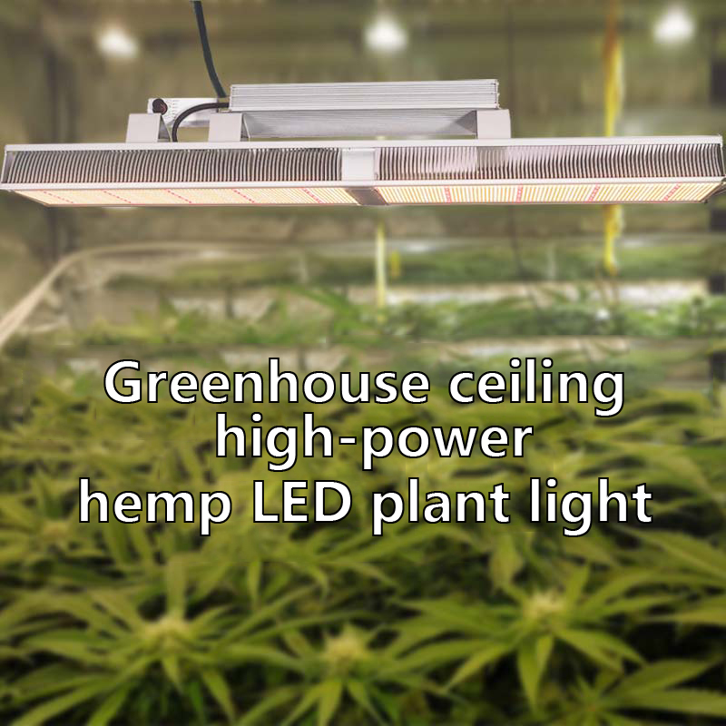 Greenhouse ceiling high-power hemp LED plant light